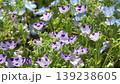 Nemophila flower 139238605