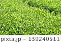 茶畑の風景 139240511