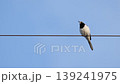 電線に止まりさえずるセグロセキレイ 139241975