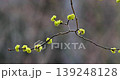 The vibrant flowers of the Japanese spicebush adorn the spring mountains. 139248128