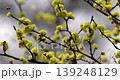 The vibrant flowers of the Japanese spicebush adorn the spring mountains. 139248129