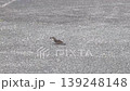 木の実を食べているイソヒヨドリの雌 139248148