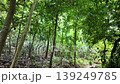 Forest trails in the tropical rainforest. Saraburi Province, Thailand. 139249785