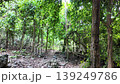 Forest trails in the tropical rainforest. Saraburi Province, Thailand. 139249786