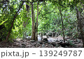 Forest trails in the tropical rainforest. Saraburi Province, Thailand. 139249787