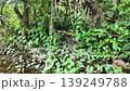 Forest trails in the tropical rainforest. Saraburi Province, Thailand. 139249788