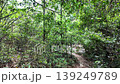 Forest trails in the tropical rainforest. Saraburi Province, Thailand. 139249789