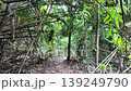 Forest trails in the tropical rainforest. Saraburi Province, Thailand. 139249790