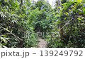 Forest trails in the tropical rainforest. Saraburi Province, Thailand. 139249792