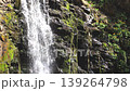 Spring in Hokkaido: Marsh marigolds bloom, and a waterfall flows. 139264798