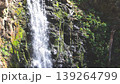 Spring in Hokkaido: Marsh marigolds bloom, and a waterfall flows. 139264799