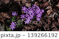 Snowdrop flowers sway in the wind blowing through the forest 139266192
