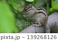 A young chipmunk eating weeds. 139268126
