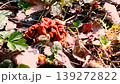 Gyromitra esculenta mushroom in the forest. 139272822