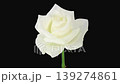 Time lapse of dying white Akita rose isolated on black background 139274861