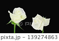Time lapse of opening and dying white Akita rose with ALPHA matte isolated on black background 139274863