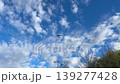 Low angle shot of large passenger airplane flying directly overhead in clear blue sky, powerful and impressive plane flying high over trees bottom view 139277428
