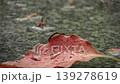 A inchworm diligently walking across rain-soaked fallen leaves (4K, fixed focus, rainy scene, biological ecology) 139278619