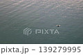 A single waterbird searches for food on the calm surface of the lake. 139279995