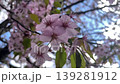 蝦夷山櫻花（慢動作） 139281912