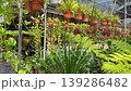 Variety of potted plants in outdoor flower nursery or garden centre. 139286482
