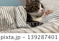 A tabby kitty, curled up, sleeping sweetly under the covers on the bed so calm and sleepy. A magnificent picture of peace and silent dreams. 139287401
