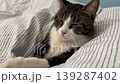 A tabby cat dozed quietly on the bed under a soft, warm blanket. She has a very peaceful appearance complete relaxation and sweet dreams. What a wonderful moment of peace 139287402