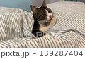 A cozy tabby cat is curled up on the bed under a soft, warm blanket and is peacefully dozing with a sleepy, serene expression on its face. The perfect image of peace and quiet dreams. 139287404