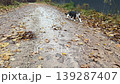 A cute cat walks along the road in a sunny autumn park 139287407