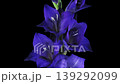 Time lapse of opening dark blue gladiolus flower isolated on black background 139292099