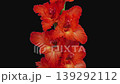 Time lapse of opening red gladiolus flower isolated on black background 139292112