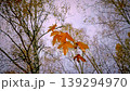 A maple branch with yellow leaves 139294970