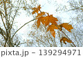 A maple branch with yellow leaves 139294971