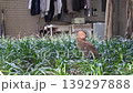 黑冠麻鷺 139297888
