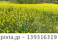 一片花田 139316319