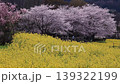 強姦花朵和櫻花 139322199