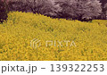 強姦花朵和櫻花 139322253