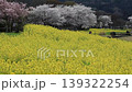 強姦花朵和櫻花 139322254