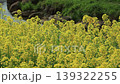 強姦開花 139322255