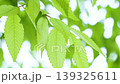 風に揺れる新緑の葉っぱ 139325611