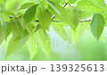 風に揺れる新緑の葉っぱ 139325613