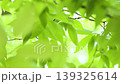 風に揺れる新緑の葉っぱ 139325614
