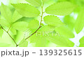 風に揺れる新緑の葉っぱ 139325615