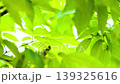 風に揺れる新緑の葉っぱ 139325616