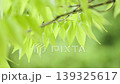 風に揺れる新緑の葉っぱ 139325617