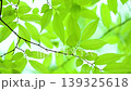 風に揺れる新緑の葉っぱ 139325618