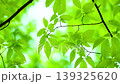 風に揺れる新緑の葉っぱ 139325620