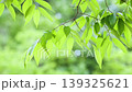 風に揺れる新緑の葉っぱ 139325621