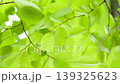 風に揺れる新緑の葉っぱ 139325623