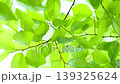 風に揺れる新緑の葉っぱ 139325624